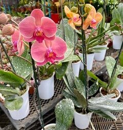 Flores