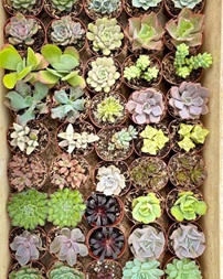 Suculentas